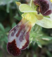 Ophrys lupercalis Crêtes La Ciotat 290407 (154)