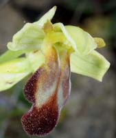 Ophrys lupercalis Crêtes La Ciotat 290407 (155)