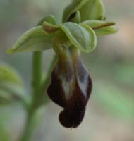 Ophrys lupercalis Crêtes La Ciotat 290407 (156)