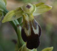 Ophrys lupercalis Crêtes La Ciotat 290407 (2)