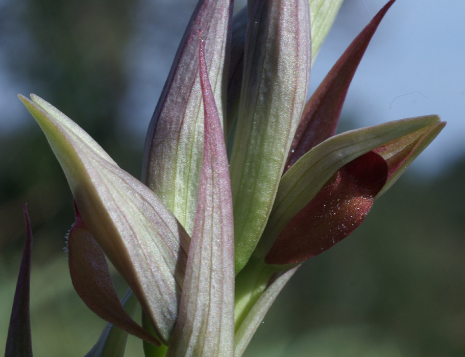 Serapias parviflora La Faviere 160407 (2)