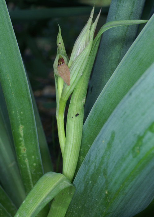 Serapias parviflora La Faviere 160407 (4)