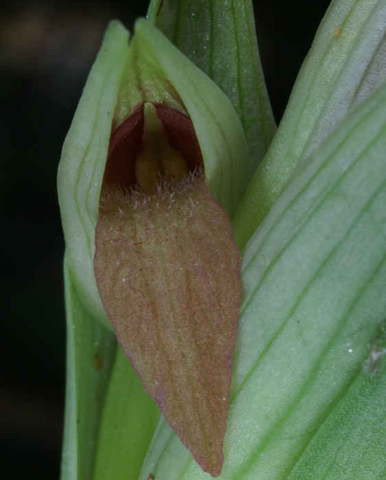 Serapias parviflora La Faviere 160407 (6)