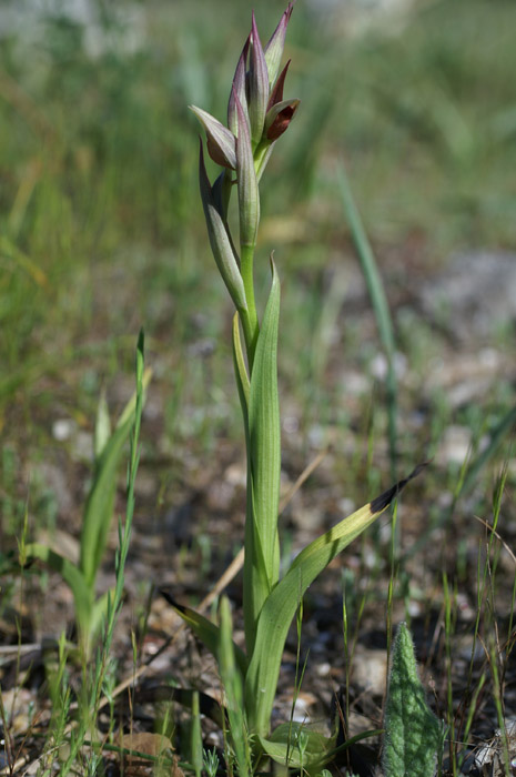 Serapias parviflora La Faviere 160407