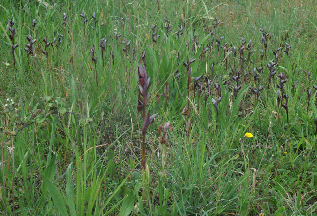 Serapias olbia & vomeracea La Favière 260407 (30)