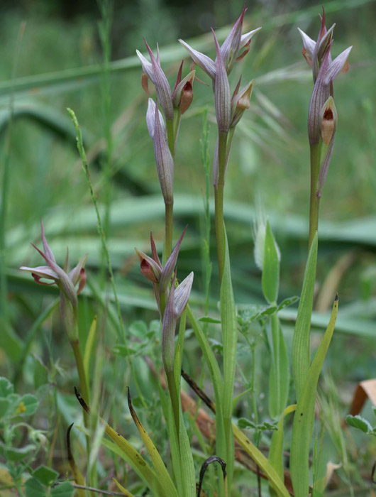 Serapias parviflora La Favière 260407 (50)