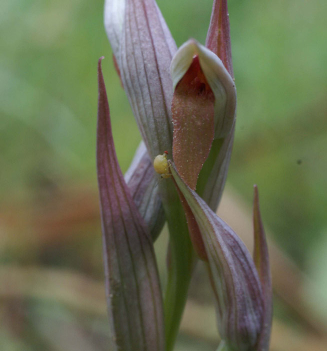 Serapias parviflora La Favière 260407 (53)