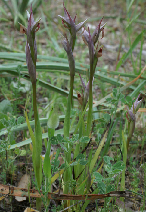 Serapias parviflora La Favière 260407 (55)