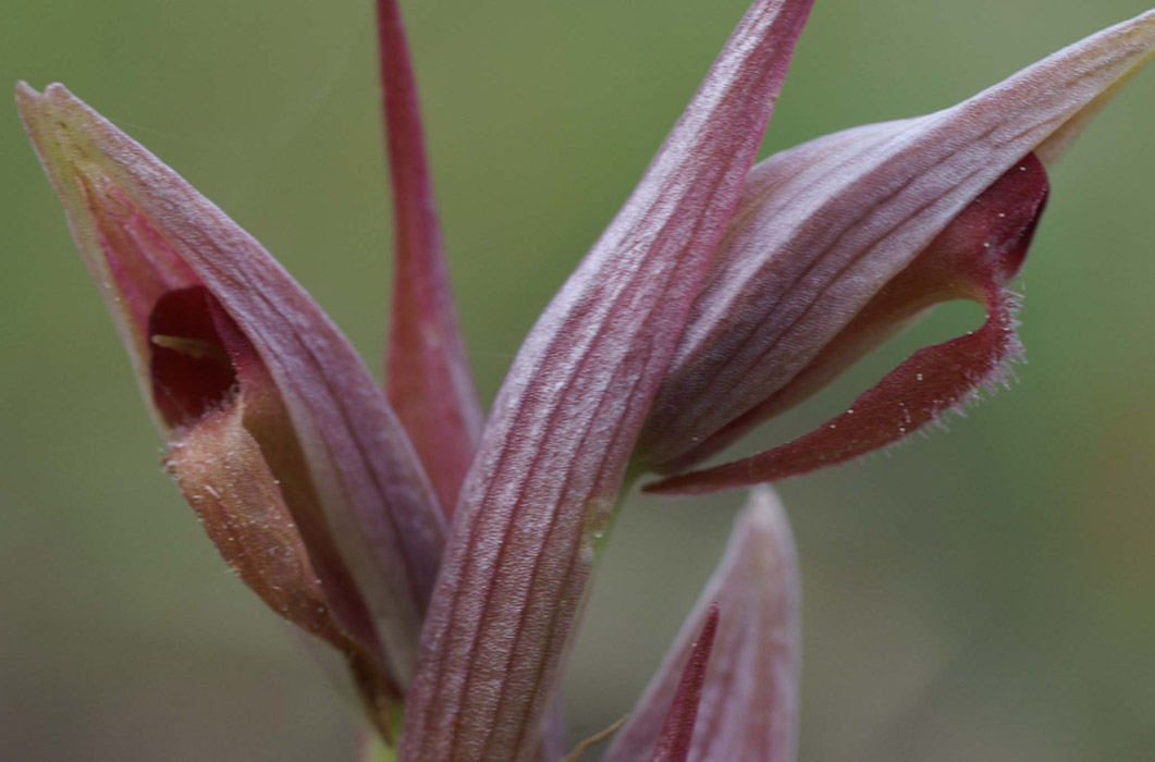 Serapias parviflora La Favière 260407 (56)