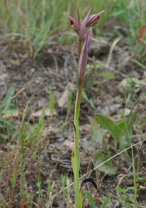 Serapias parviflora La Favière 260407 (59)