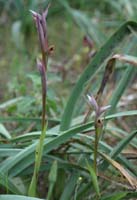 Serapias parviflora La Favière 260407 (51)