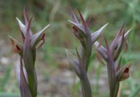 Serapias parviflora La Favière 260407 (54)