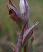 Serapias parviflora La Favière 260407 (58)