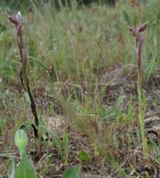 Serapias parviflora La Favière 260407 (60)