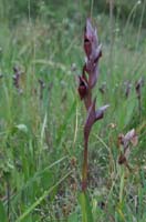 Serapias vomeracea La Favière 260407 (27)