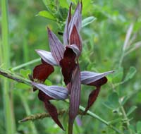 Serapias vomeracea x cordigera La Favière 260407 (41)