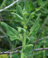 Tetragonia tetragonioides La Favière 260407 (8)