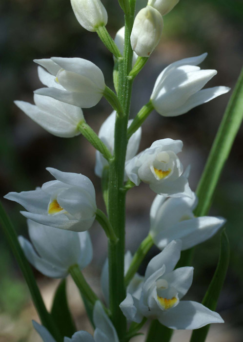 Cephalanthera longifolia Escarcets 180407 (79)