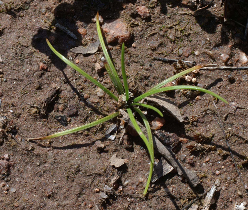 Isoetes durieae Escarcets 180407 (13)