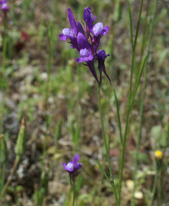 Linaria pelliceriana Escarcets 180407 (57)