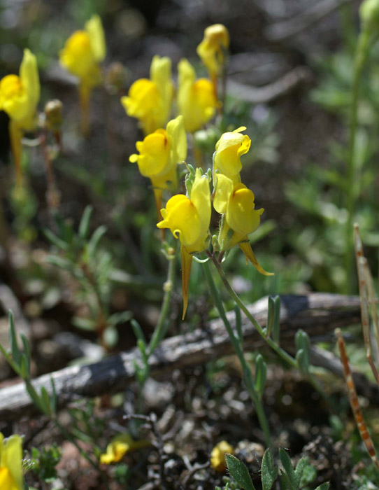 Linaria supina Escarcets 180407 (61)