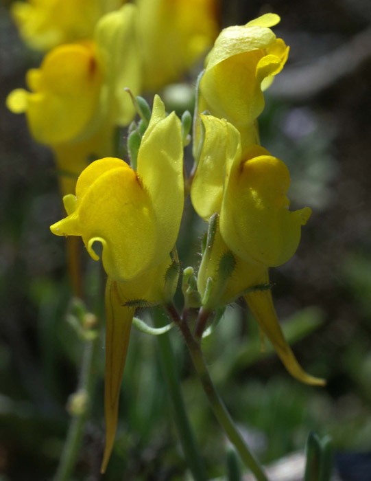 Linaria supina Escarcets 180407 (63)