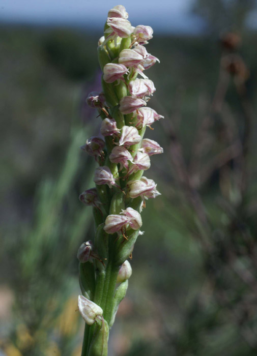 Neotinea maculata Escarcets 180407 (56)