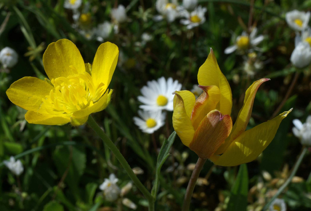 Ranunculus millefoliatus & Tulipa australis Escarcets 180407