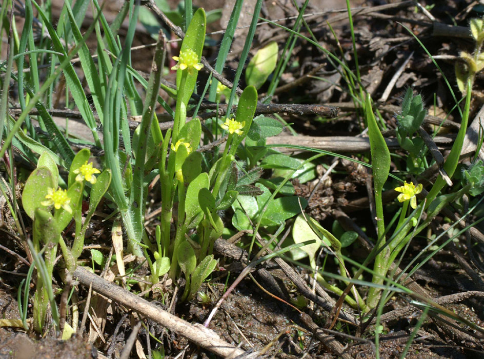 Ranunculus revelieri Escarcets 180407 (86)