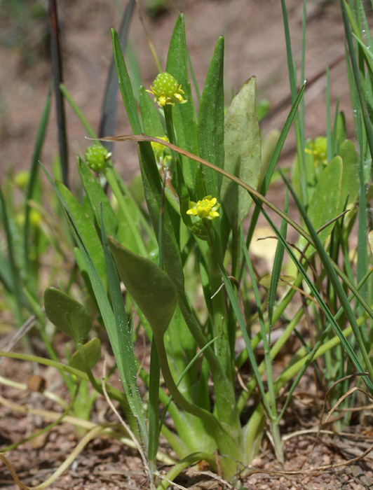 Ranunculus revelieri Escarcets 180407 (90)