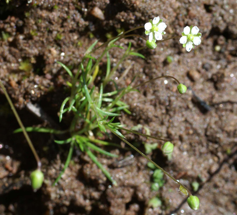 Sagina subulata Escarcets 180407 (74)