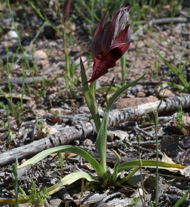 Serapias cordiflora Escarcets 180407 (11)