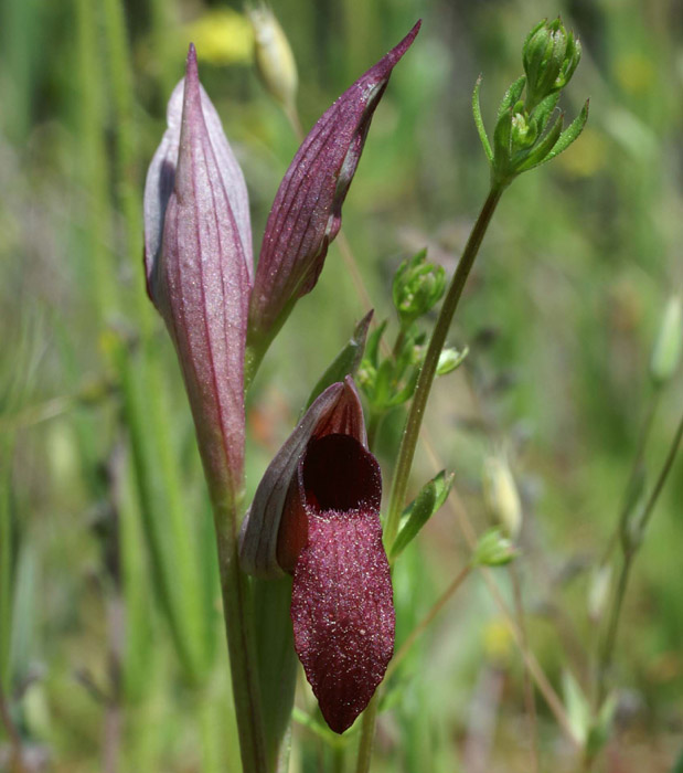 Serapias lingua Escarcets 180407 (38)