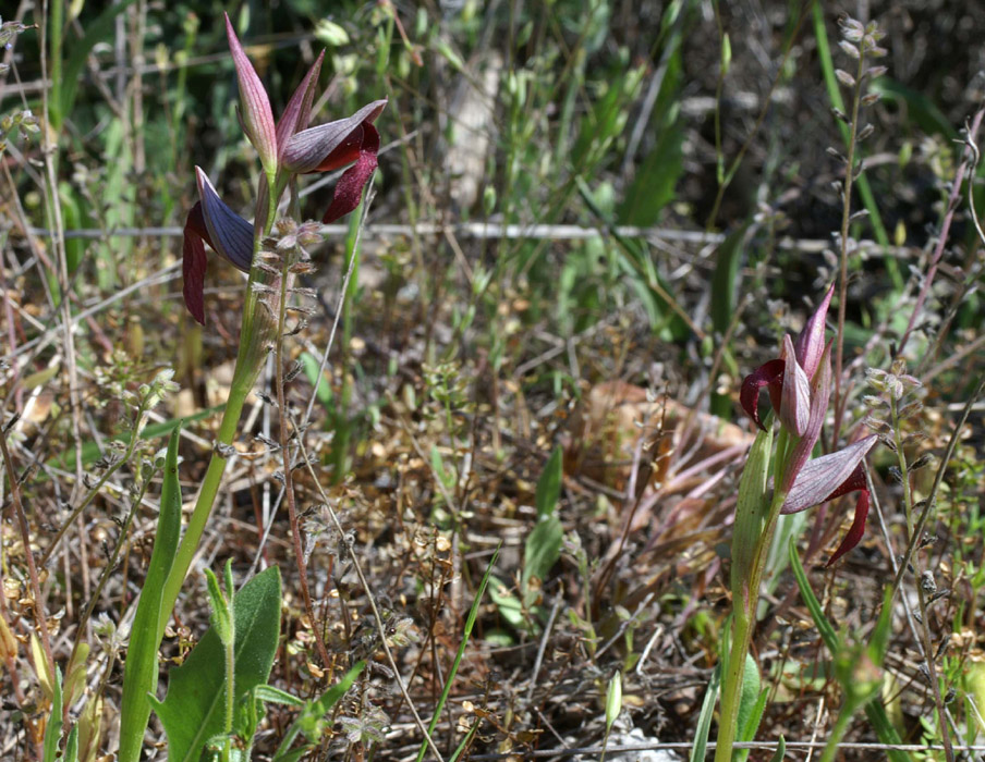 Serapias lingua Escarcets 180407 (39)