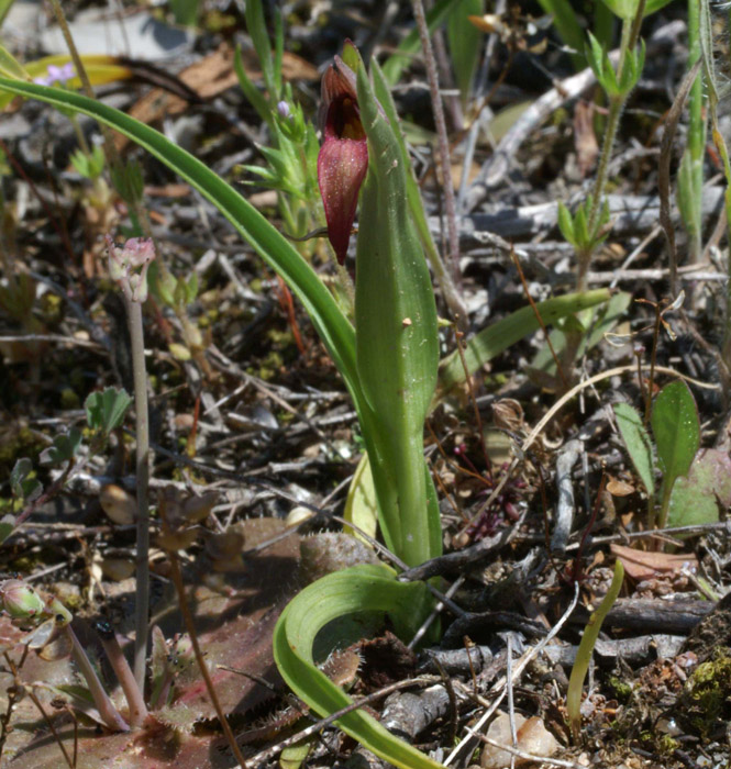 Serapias lingua Escarcets 180407 (42)