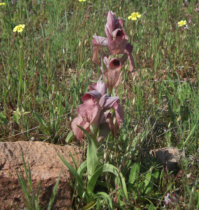 Serapias neglecta Escarcets 180407 (7)