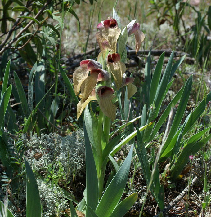 Serapias neglecta Escarcets 180407 (95)