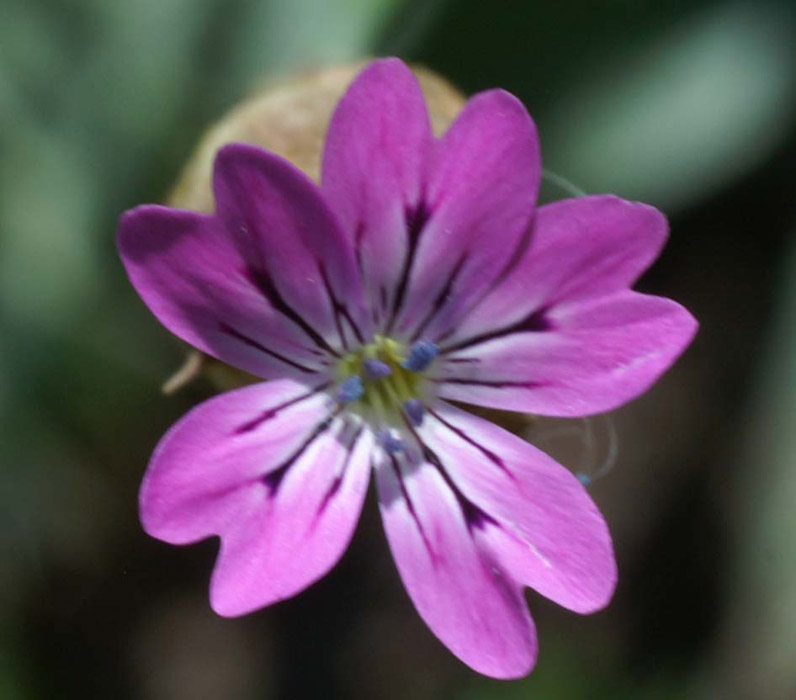 Silene conica Escarcets 180407 (81)