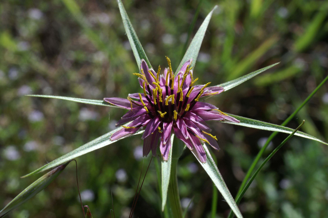 Tragopogon porrifolius Escarcets 180407 (23)