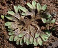 Riccia glauca Escarcets 180407 (73)