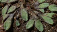 Riccia glauca Escarcets 180407 (75)