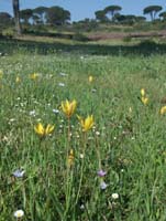 Serapias neglecta Tulipa australis Escarcets 180407 (2)