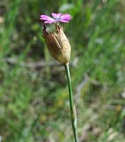 Silene conica Escarcets 180407 (80)