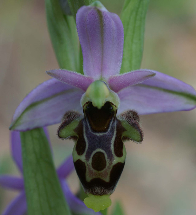 Ophrys scolopax D33 Cannet Mayons 200407 (11)