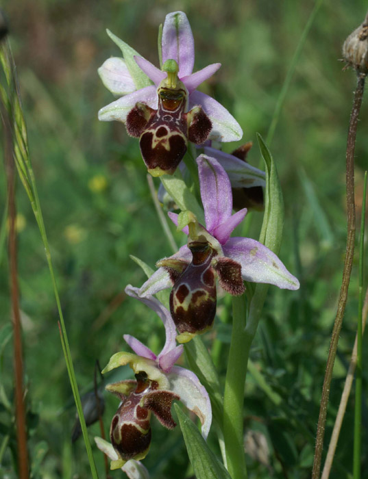 Ophrys scolopax D33 Cannet Mayons 200407 (41)