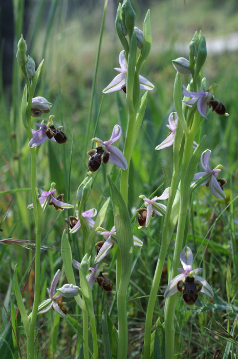 Ophrys scolopax D33 Cannet Mayons 200407 (50)