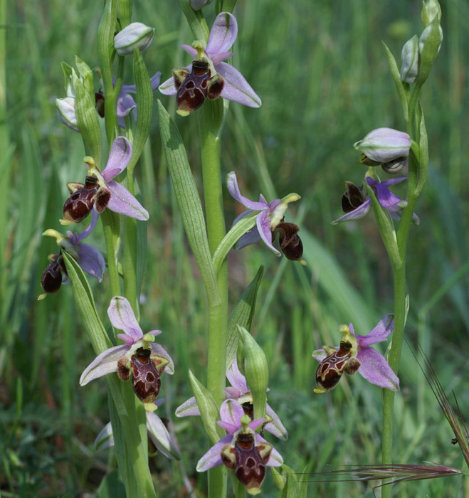 Ophrys scolopax D33 Cannet Mayons 200407 (51)