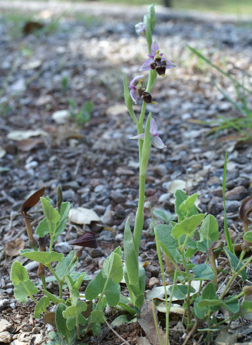 Ophrys scolopax D33 Cannet Mayons 200407 (67)