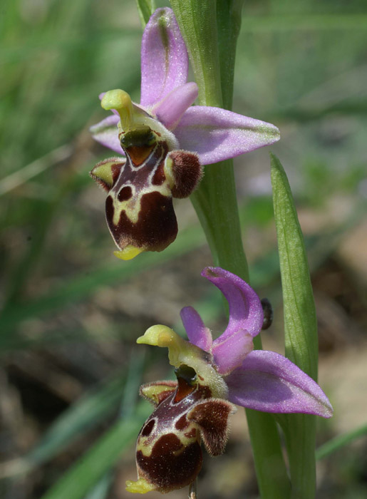 Ophrys scolopax D33 Cannet Mayons 200407 (75)