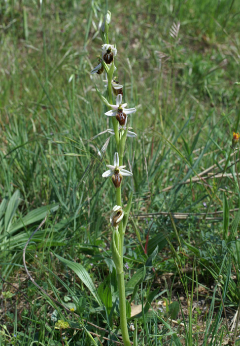 Ophrys splendida D33 Cannet Mayons 200407 (55)